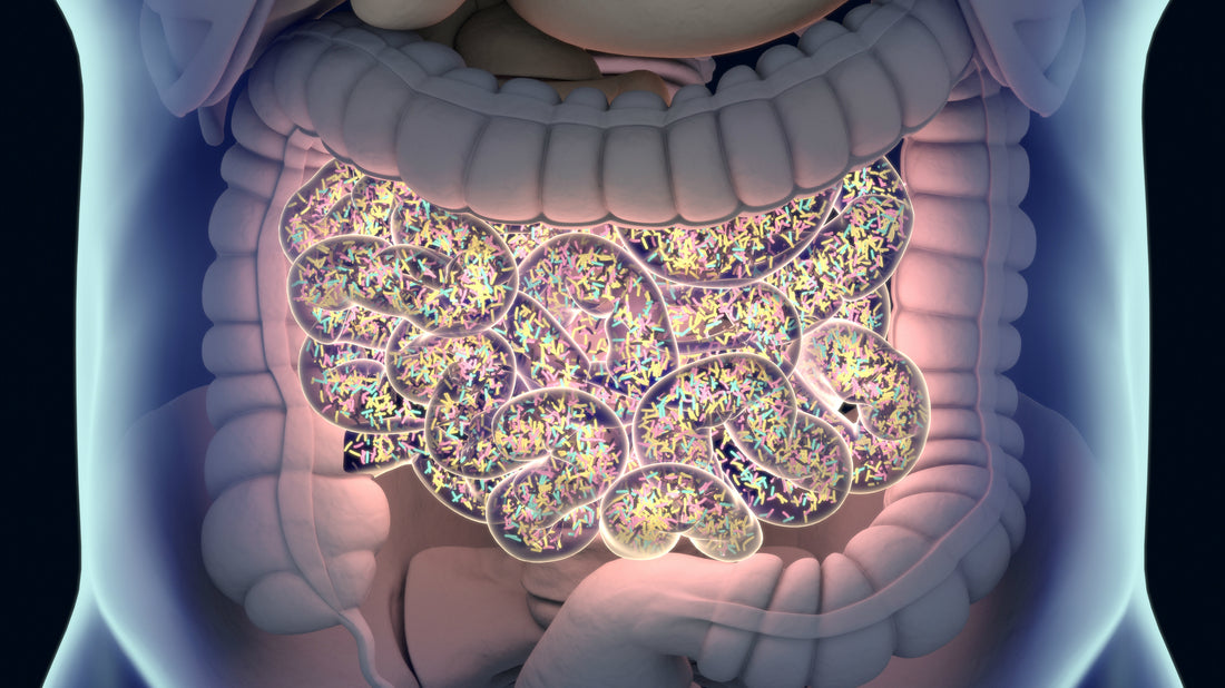 Discover the Power of Synbiotics - A Comprehensive Guide to Their Health Benefits