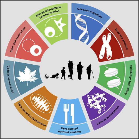 Top Biomarkers for Aging: From Telomere Length to Metabolomics