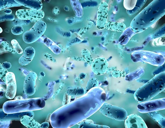 Unique Probiotics in Synbiocol: Benefits Beyond Yoghurt and Kefir