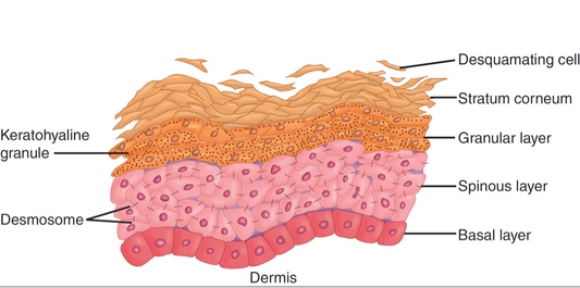 The 5 Layers of the Epidermis: Understanding Their Functions for Healthy Skin